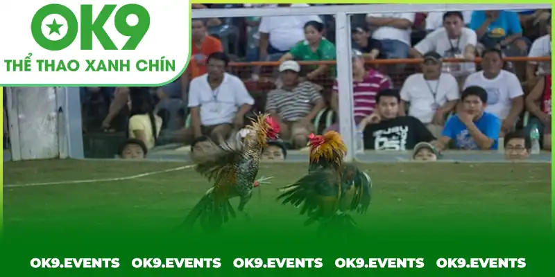 Trải nghiệm gay cấn cùng chọi kê cựa sắt Trải nghiệm gay cấn cùng chọi kê cựa sắt