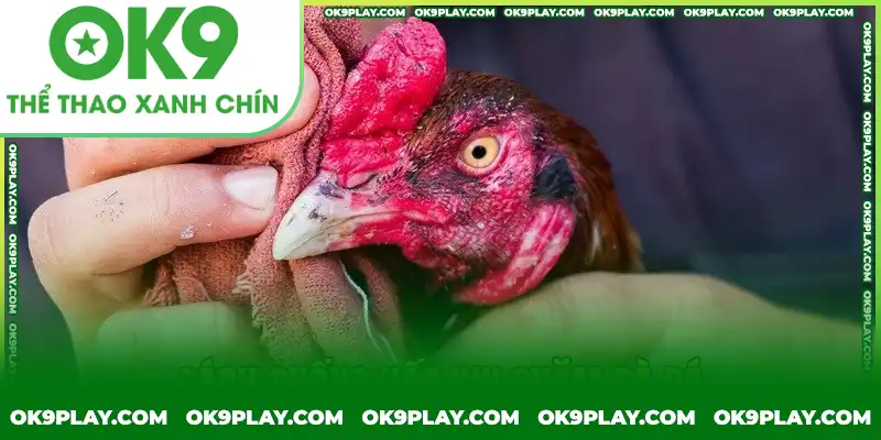 Lưu ý phòng chống hốc gà trong cách chăm gà đá Lưu ý phòng chống hốc gà trong cách chăm gà đá