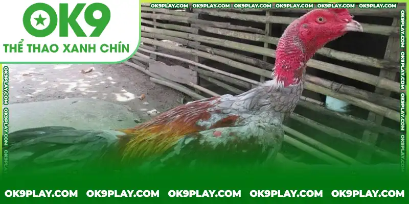 Lưu ý thiết lập chuồng trại thích hợp để có môi trường lý tưởng Lưu ý thiết lập chuồng trại thích hợp để có môi trường lý tưởng