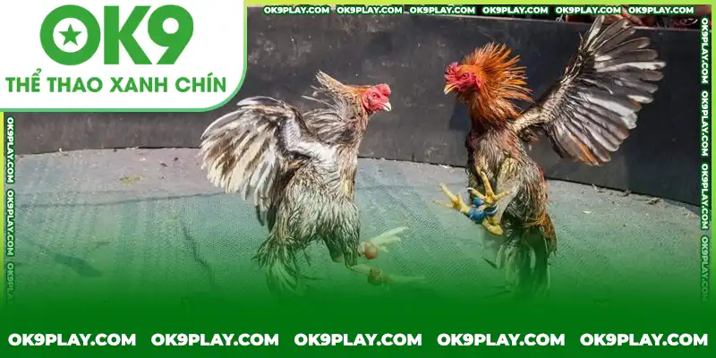 Hạn chế stress để chiến kê có tinh thần chiến đấu tốt nhất Hạn chế stress để chiến kê có tinh thần chiến đấu tốt nhất