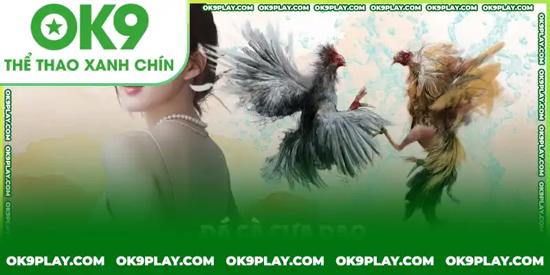 Đá gà cựa sắt bằng dao chỉ có tại các trường thi chuyên nghiệp Đá gà cựa sắt bằng dao chỉ có tại các trường thi chuyên nghiệp