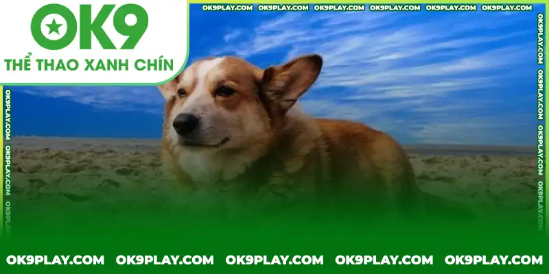 Các trường hợp nằm mơ thấy chó thường gặp và ý nghĩa Các trường hợp nằm mơ thấy chó thường gặp và ý nghĩa