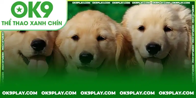 Giải mã giấc mơ thấy chó: Ý nghĩa và điềm báo Giải mã giấc mơ thấy chó: Ý nghĩa và điềm báo